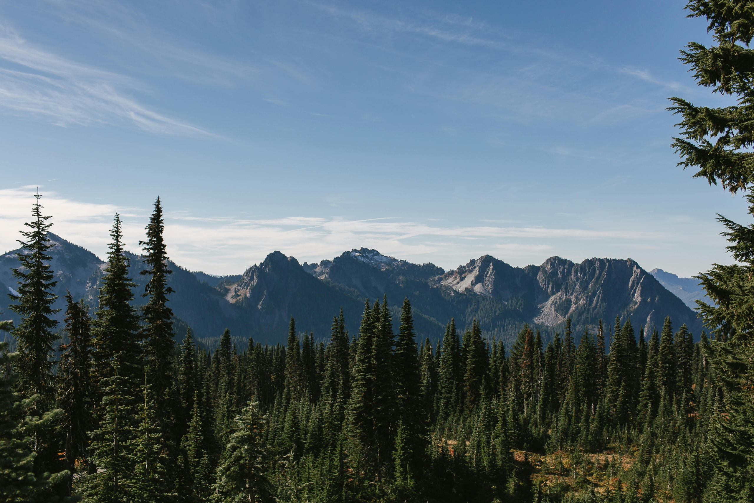 Breathtaking view of Mount Rainier National Park with conifer trees and distant mountain range under a clear blue sky.