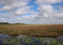 everglades, wetland, swamp, nature, grassland, national park, landscape, everglades, everglades, everglades, everglades, everglades