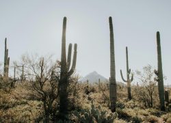 Scenic view of saguaro cacti under clear sky in Arizona desert.