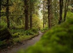 Explore the serene beauty of a moss-covered trail in Olympic National Park's lush rainforest.